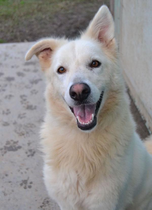 GELSOMINA, cagnolozza bella e vivace (Pavia) Foto 3